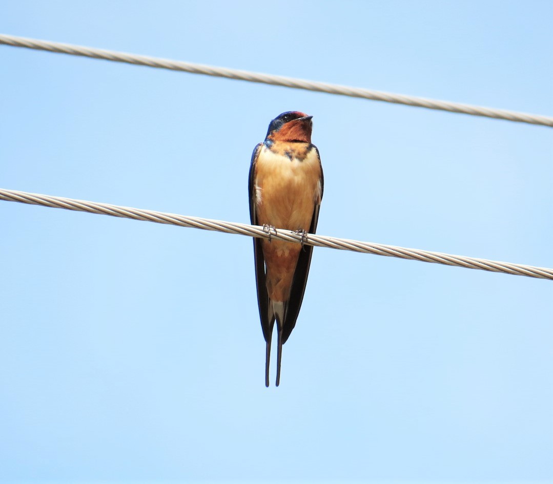 Barn Swallow - pamela hoyland