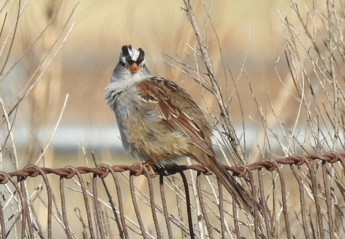 White-crowned Sparrow - Greg Cross