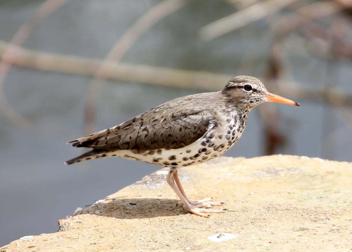 Spotted Sandpiper - Rob Francis