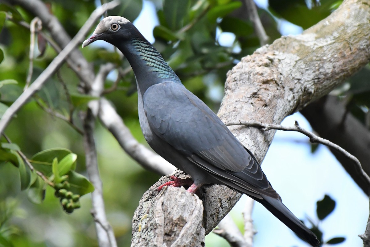 White-crowned Pigeon - ML96349641