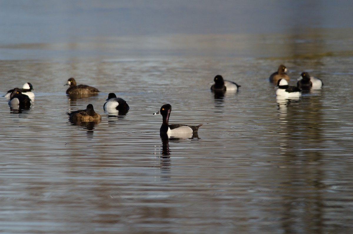 Greater/Lesser Scaup - ML96352501