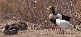 Greater White-fronted Goose, ML96355621