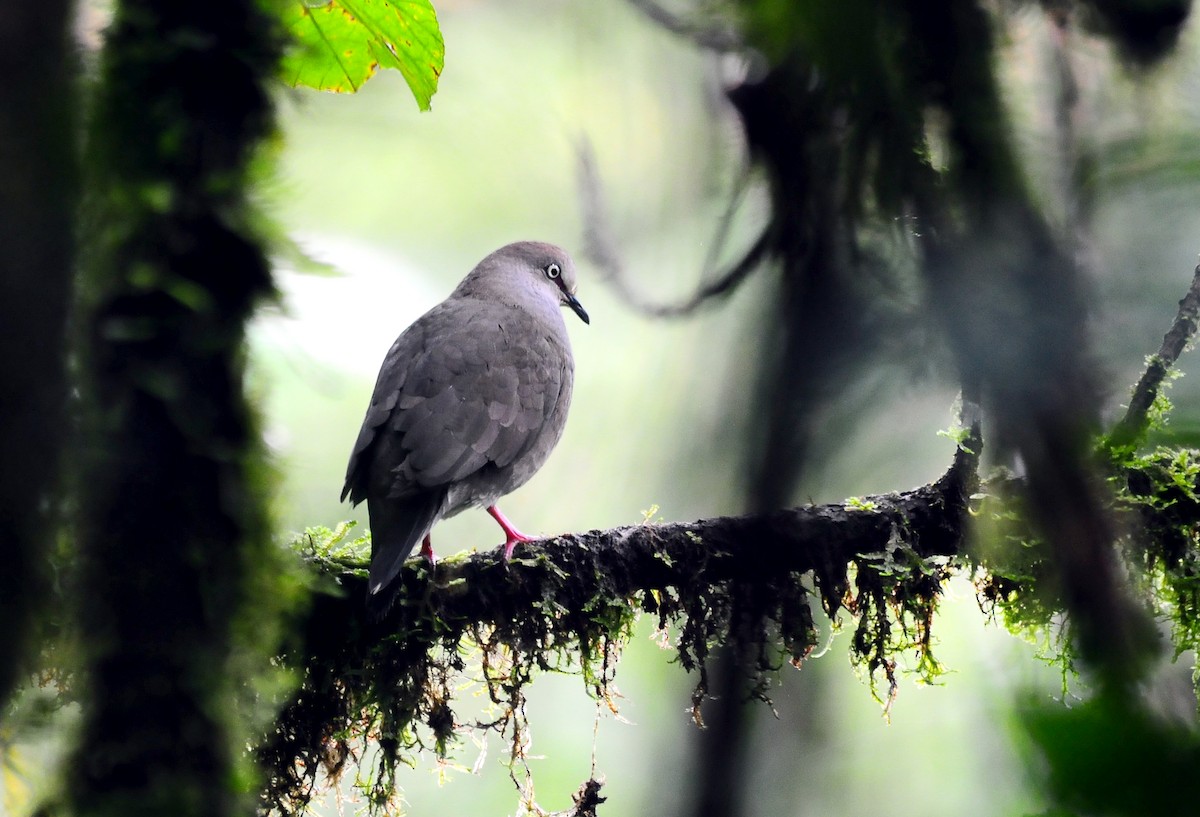 Gray-chested Dove - Josanel Sugasti -photographyandbirdingtourspanama
