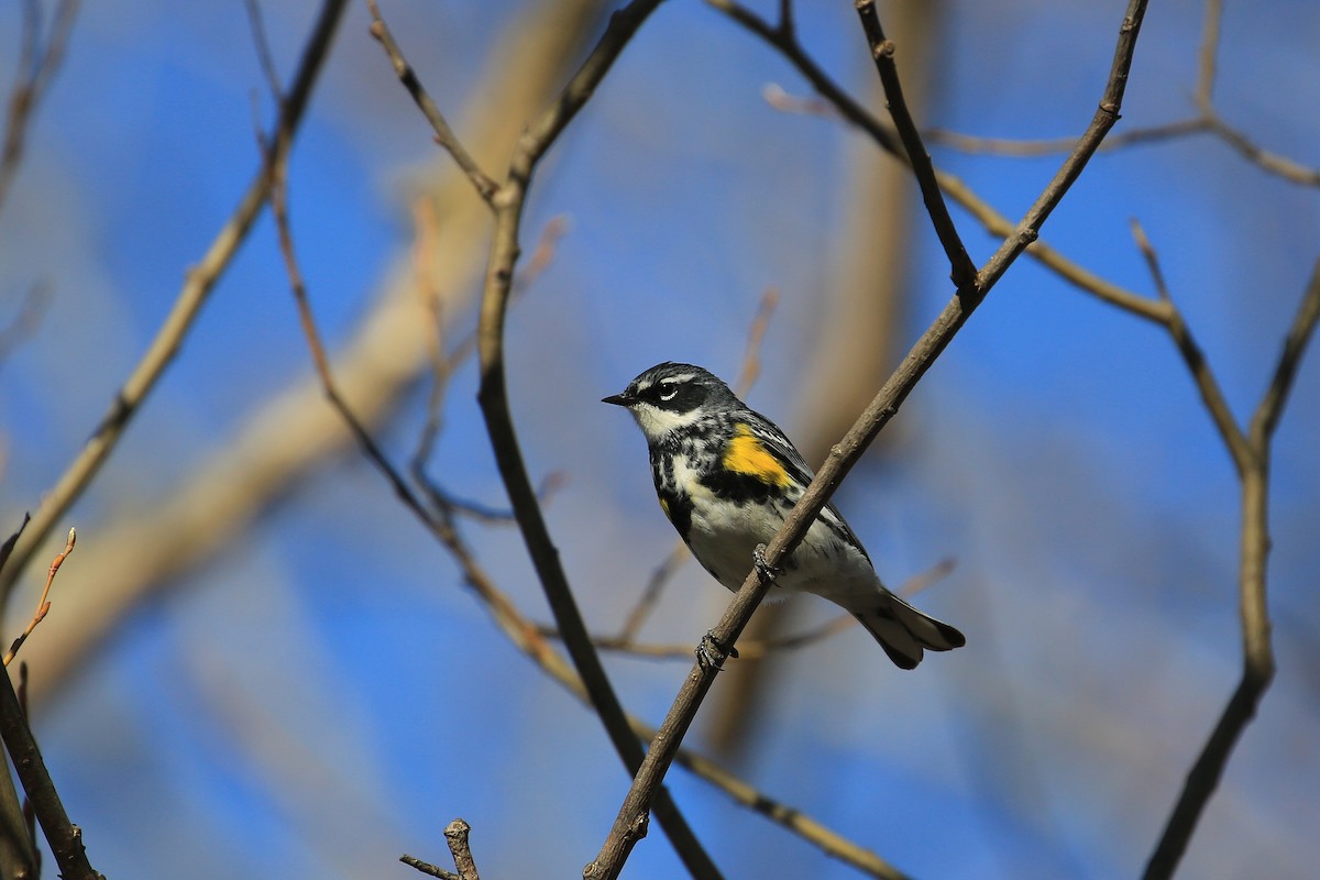 Yellow-rumped Warbler (Myrtle) - Tim Lenz