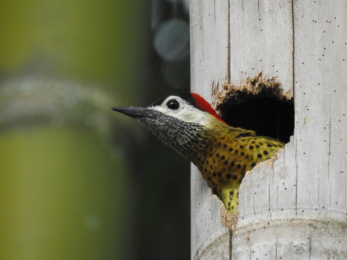 Spot-breasted Woodpecker - Carlos Ao Martínez T