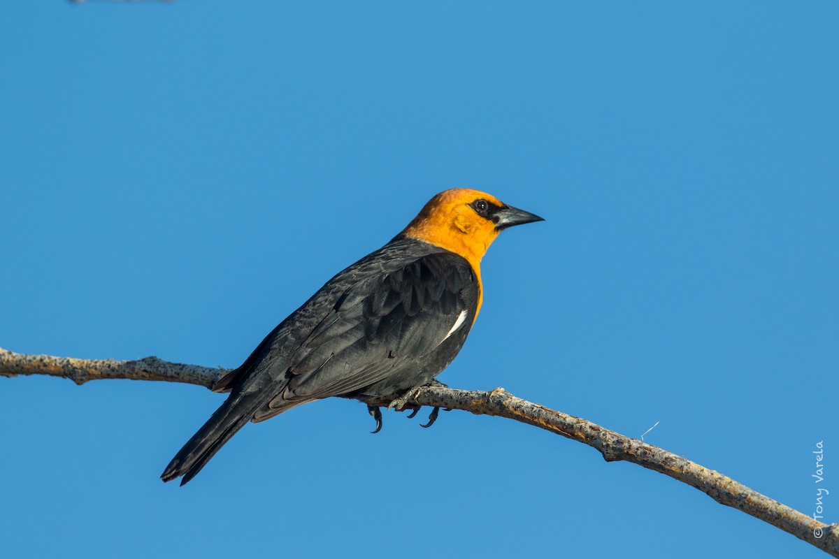 Yellow-headed Blackbird - ML96361081