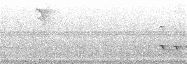 Weißstirn-Ameisenschnäpper - ML96365871