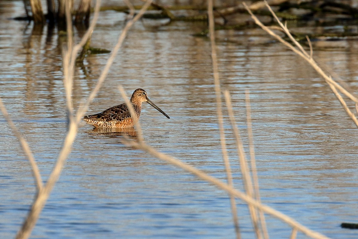 Long-billed Dowitcher - ML96366251