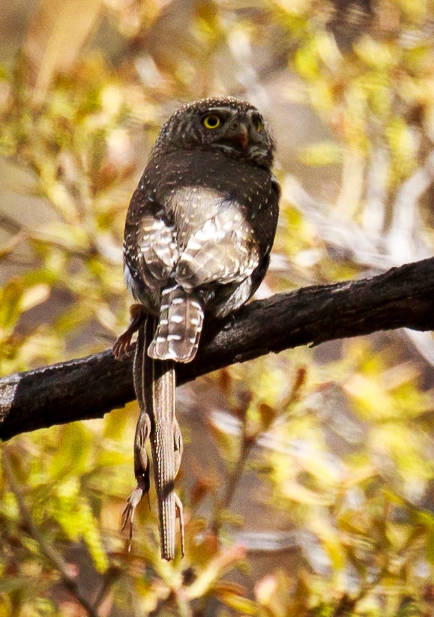 Northern Pygmy-Owl - Michelle Puplava