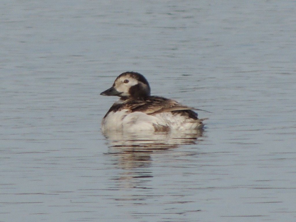 Long-tailed Duck - ML96369291