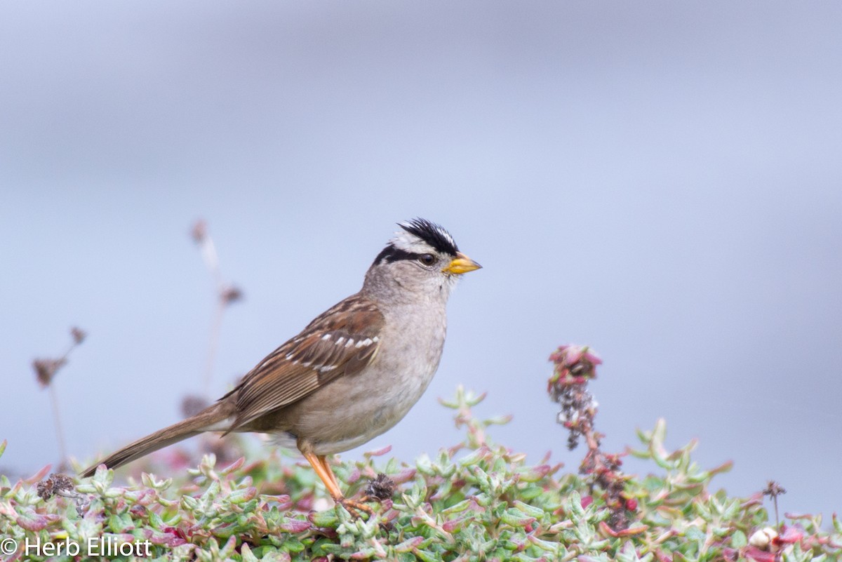 White-crowned Sparrow (nuttalli) - Herb Elliott