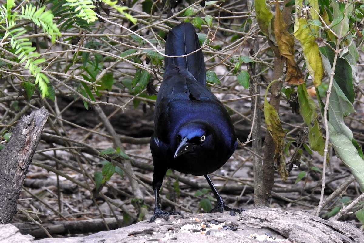 Great-tailed Grackle - Missy McAllister Kerr
