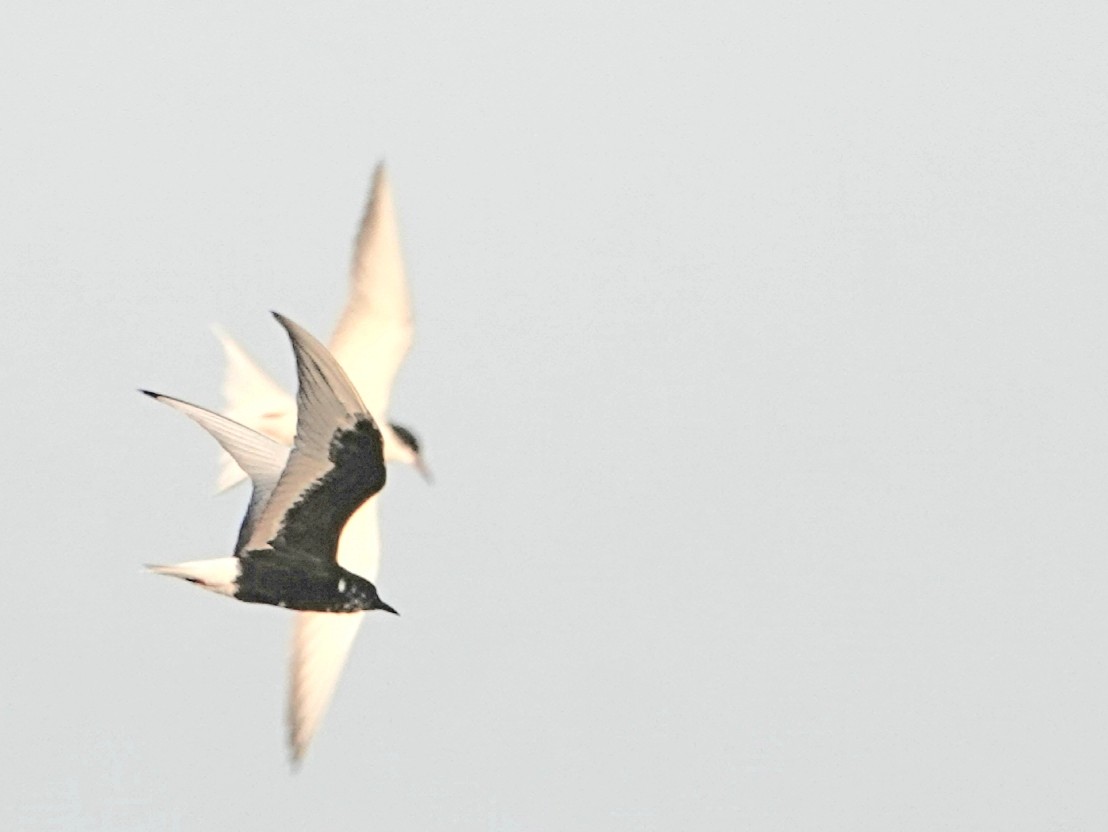 White-winged Tern - ML96372621