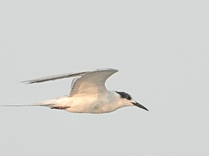 Common Tern - ML96372721