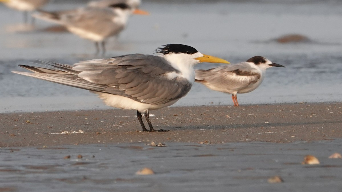 Great Crested Tern - ML96372861