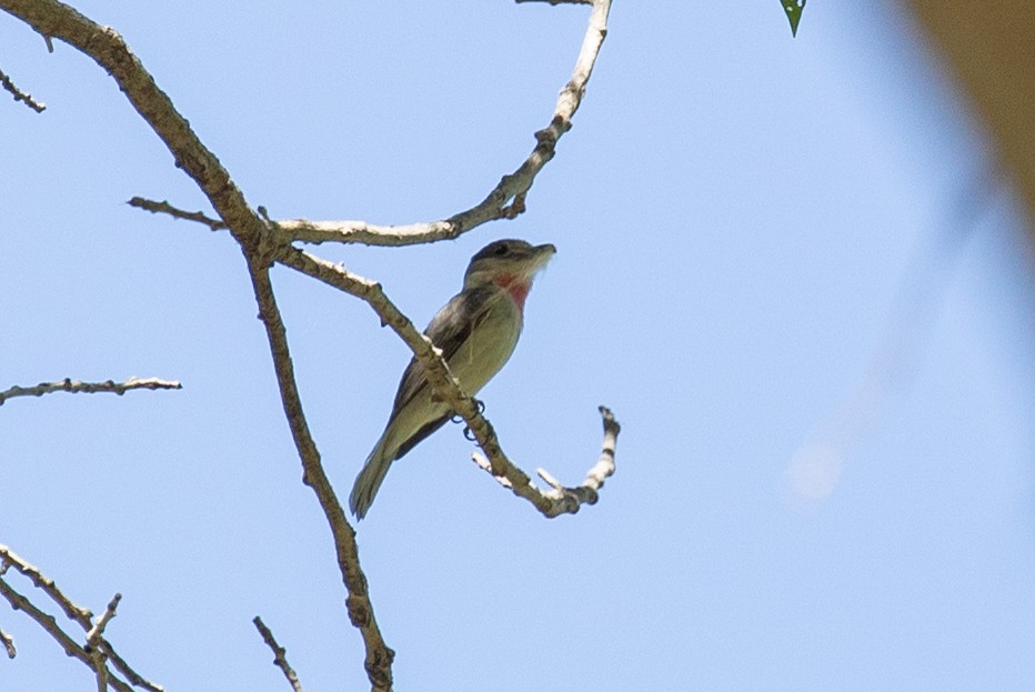 Rose-throated Becard - Sandra Peterson