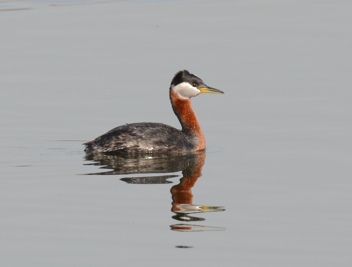 Red-necked Grebe - Bruce Fall