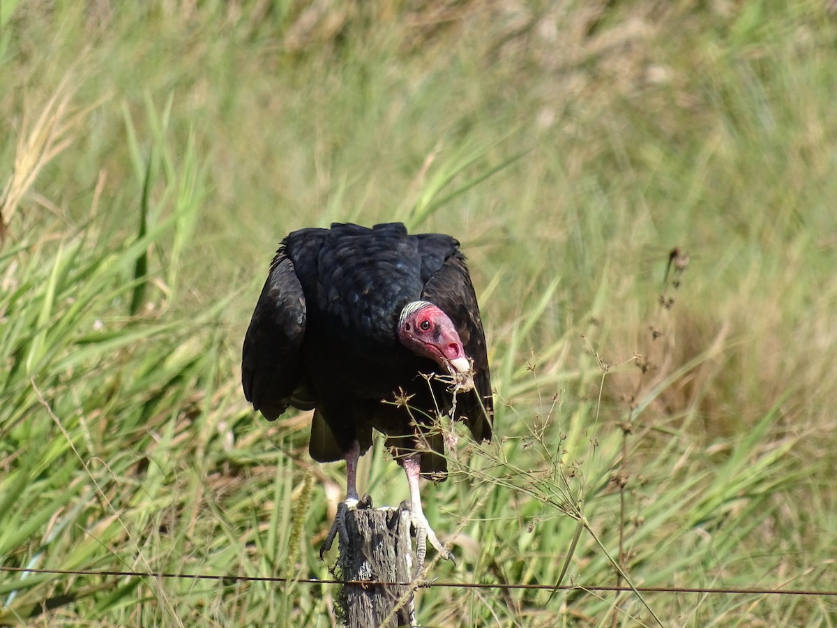 Turkey Vulture - Fabricio Candia