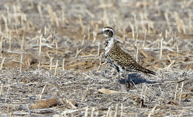 American Golden-Plover, likely commencing Definitive Prealternate Molt. - American Golden-Plover - 