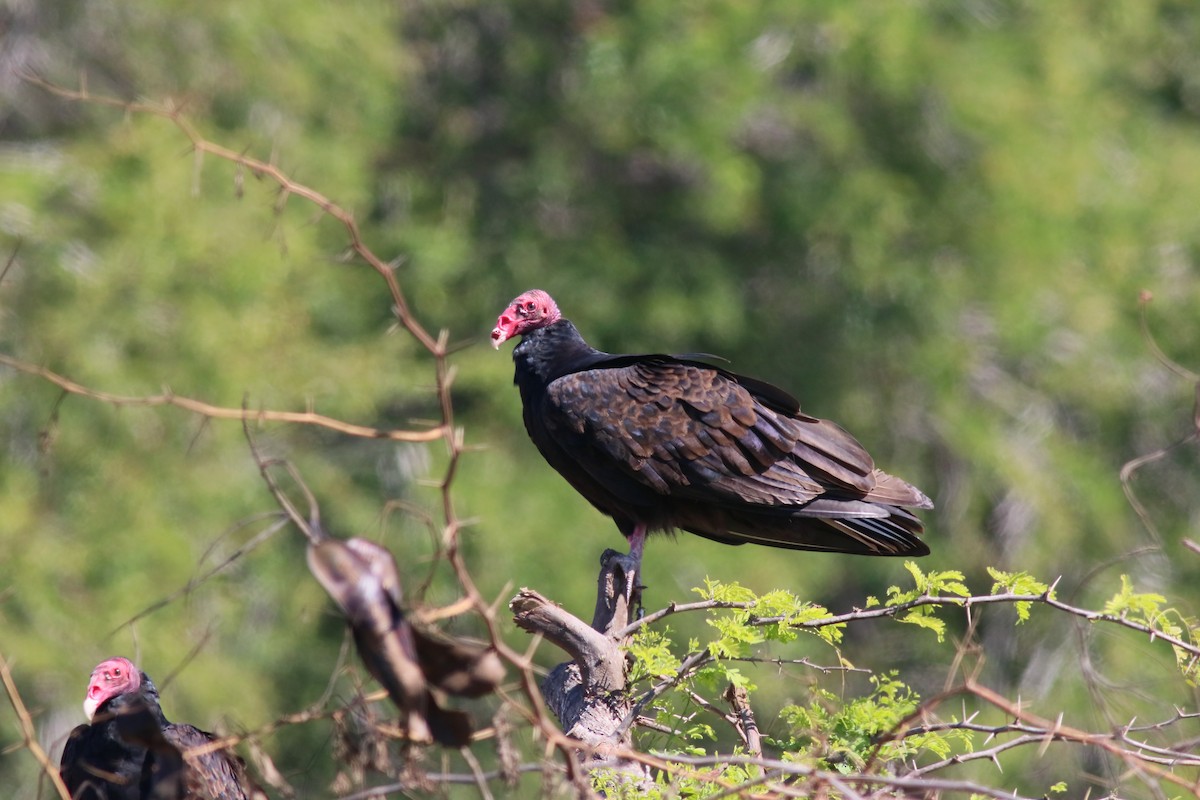 Turkey Vulture - Robert Holland