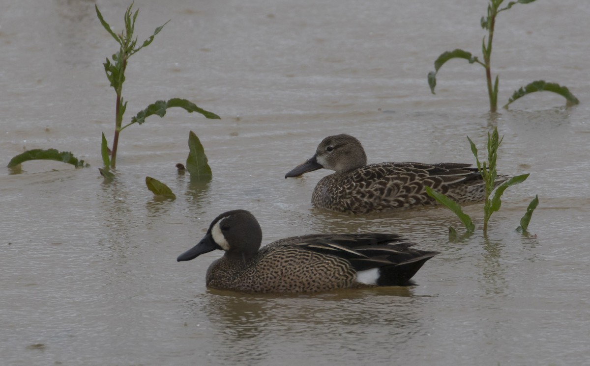 Blue-winged Teal - ML96379531