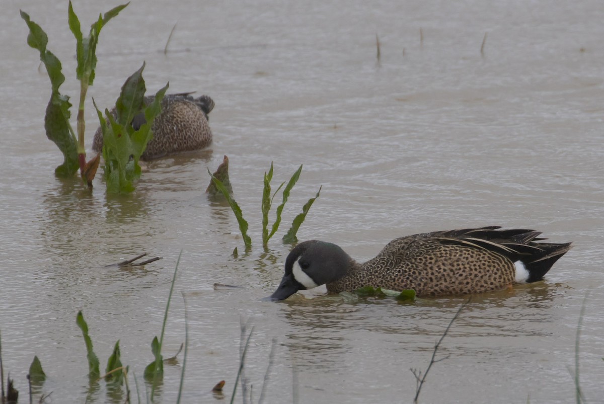Blue-winged Teal - ML96379541