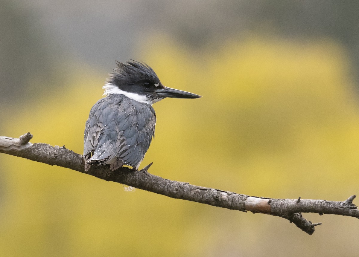 Belted Kingfisher - Ian Routley