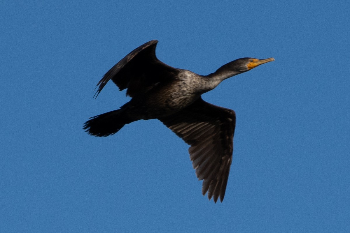 Double-crested Cormorant - JORDAN RUDD