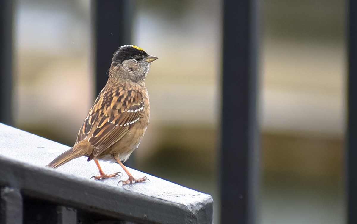Golden-crowned Sparrow - ML96382171