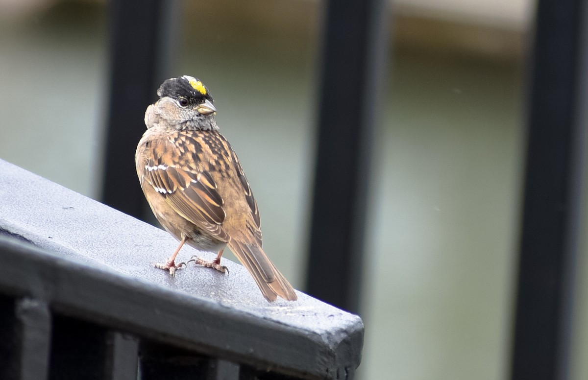 Golden-crowned Sparrow - Georgia Gerrior