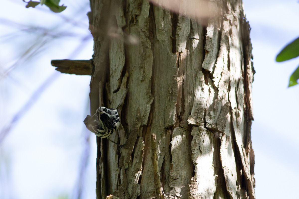 Black-and-white Warbler - ML96382361