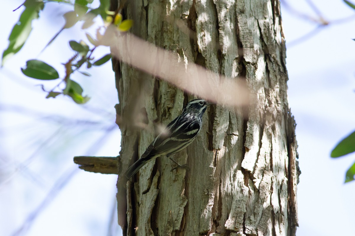 Black-and-white Warbler - ML96382391