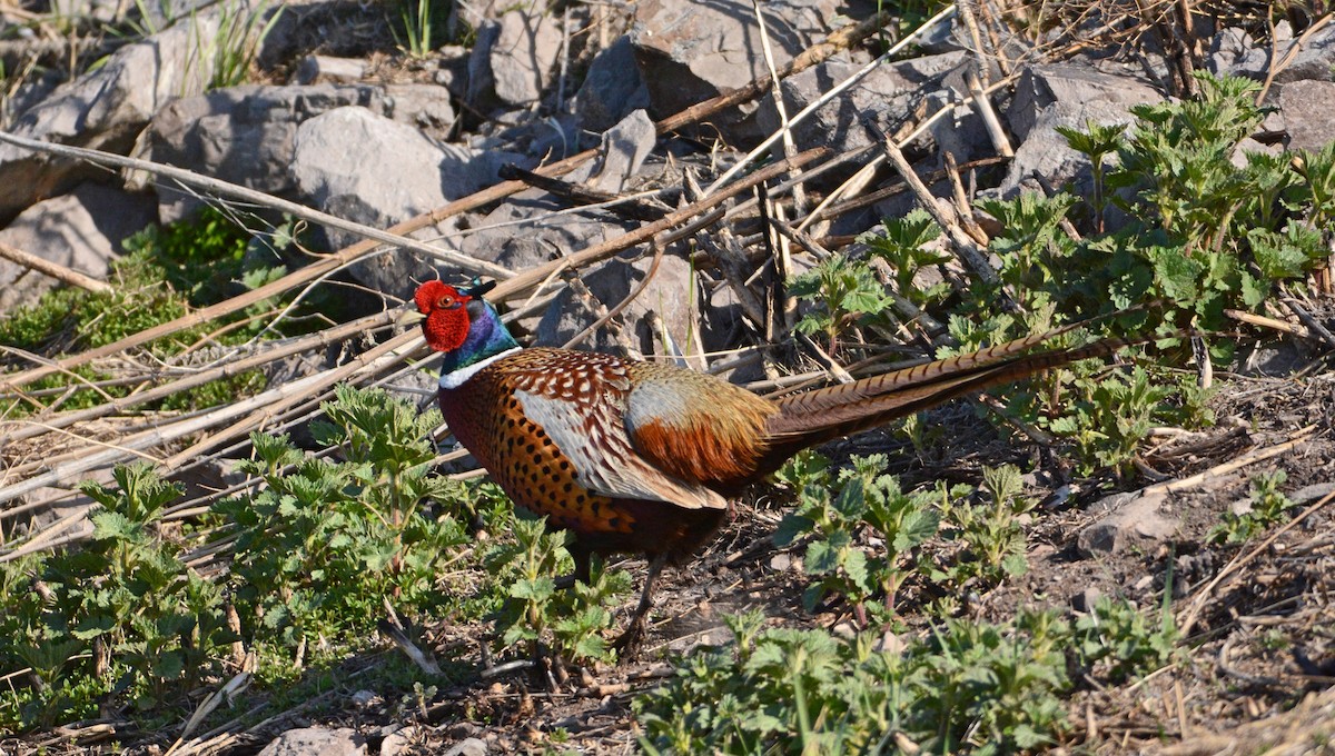 Ring-necked Pheasant - Mark  Ludwick
