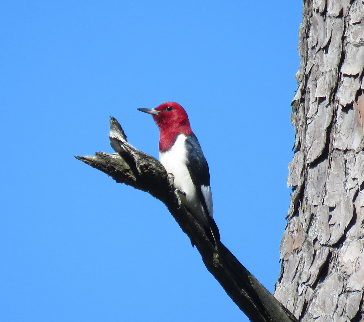Red-headed Woodpecker - ML96383181