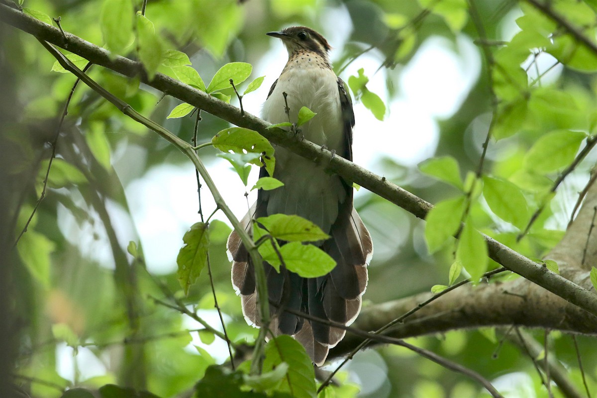 Pheasant Cuckoo - Aaron Maizlish