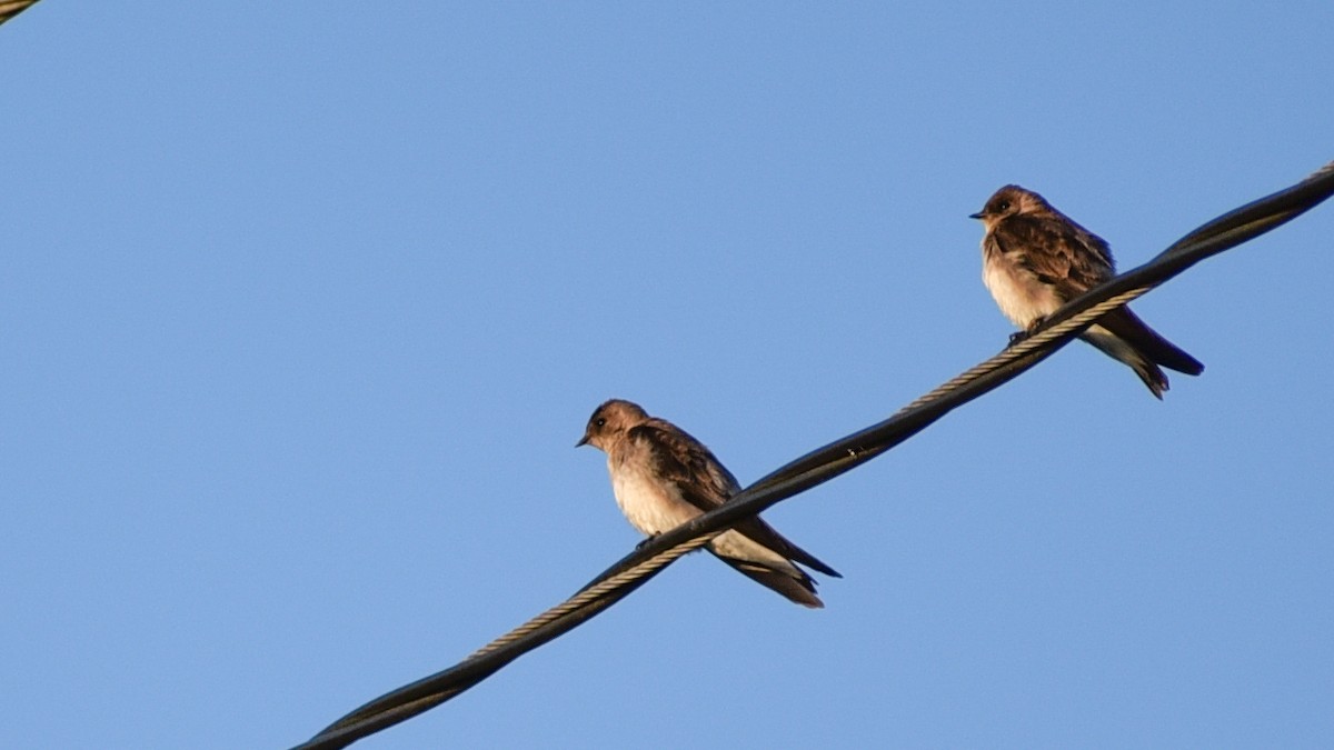 Northern Rough-winged Swallow - ML96385701