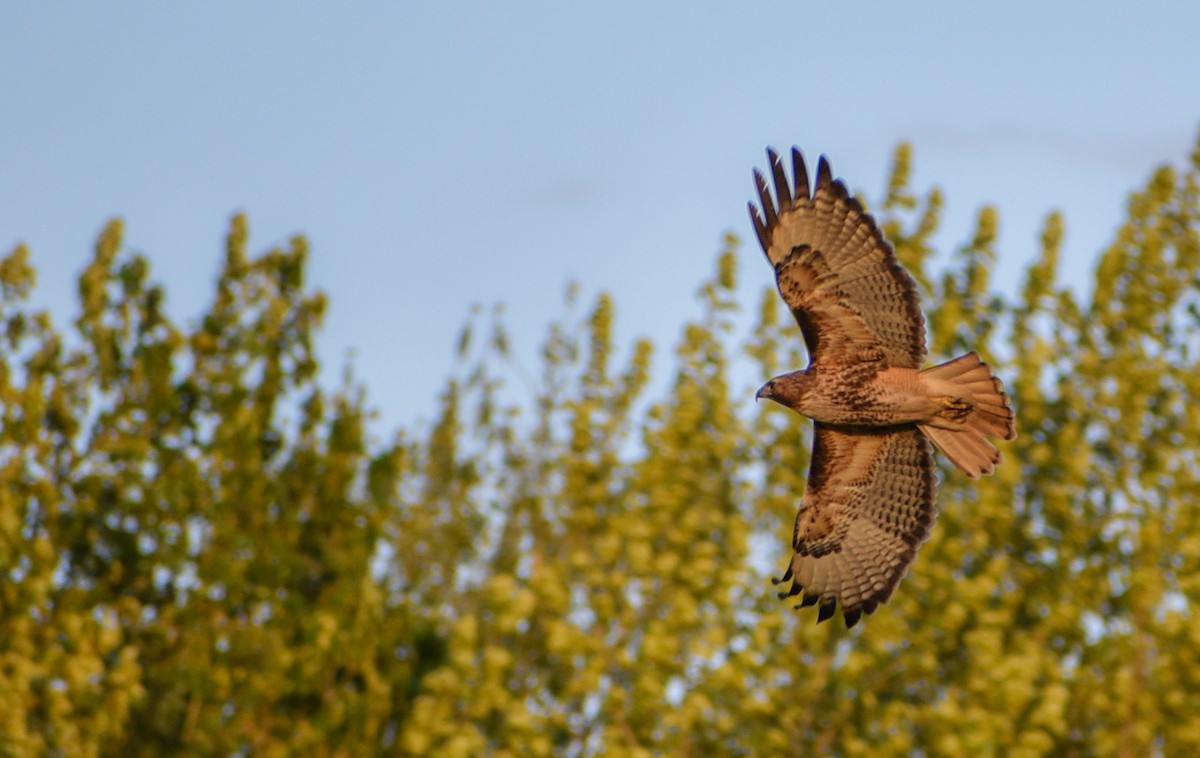 Red-tailed Hawk - ML96386301