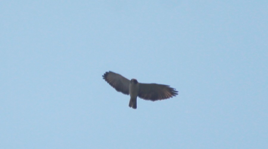 Short-tailed Hawk - ML96388081