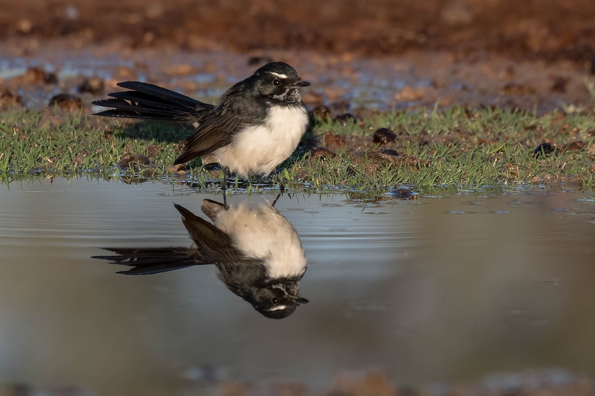 Willie-wagtail - Terence Alexander