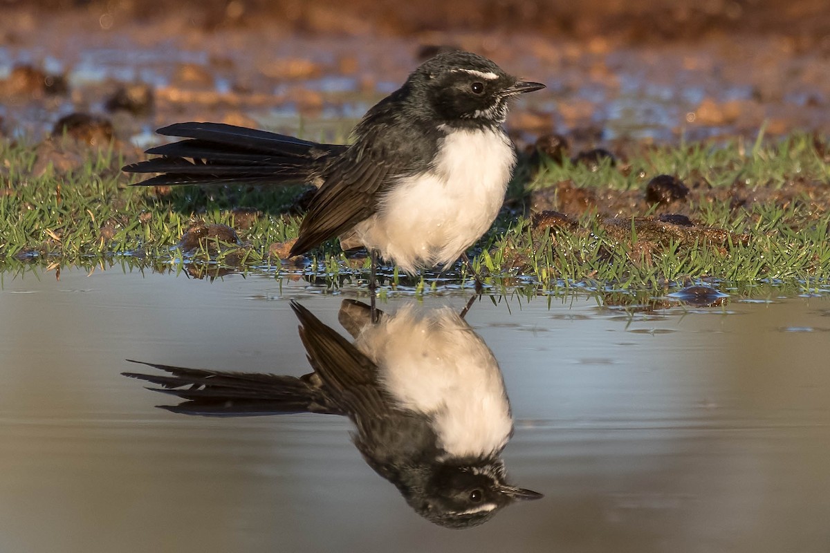 Willie-wagtail - ML96390671