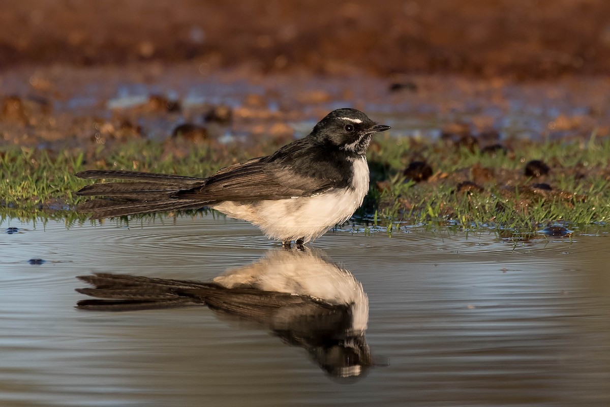 Willie-wagtail - ML96390681