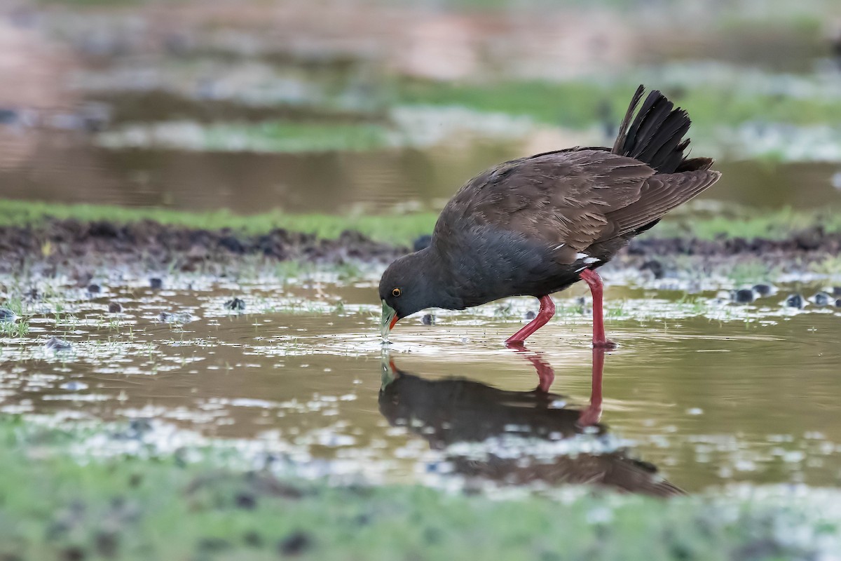 Black-tailed Nativehen - Terence Alexander