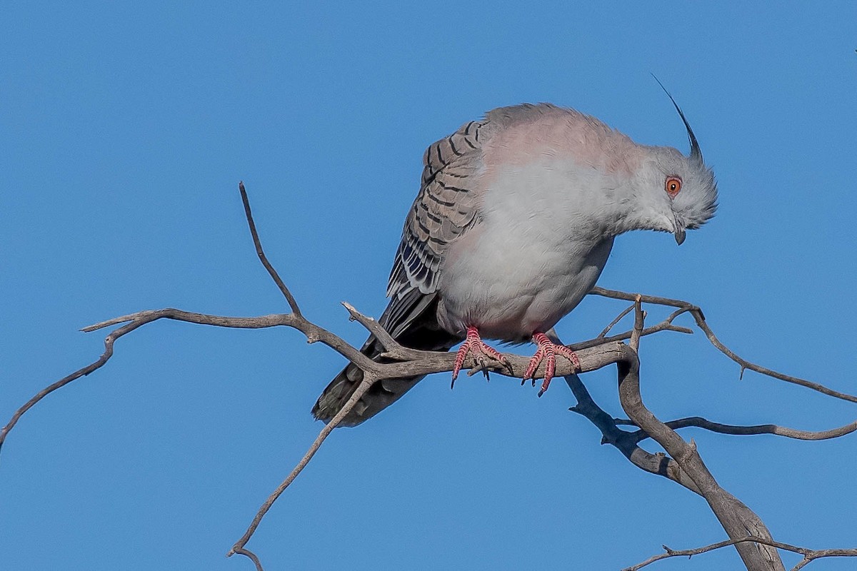 Crested Pigeon - ML96391681