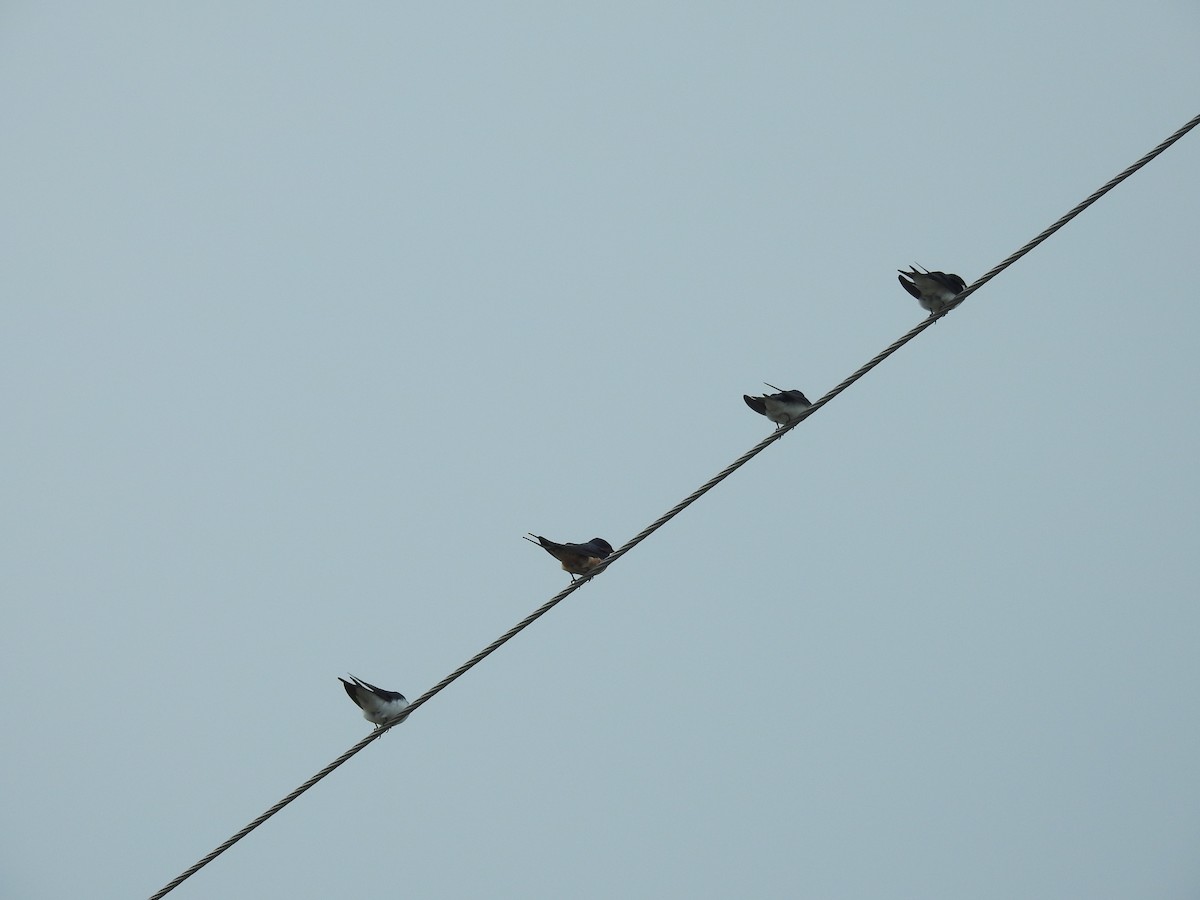 Barn Swallow - elwood bracey