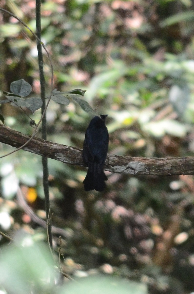 Square-tailed Drongo - ML96392681