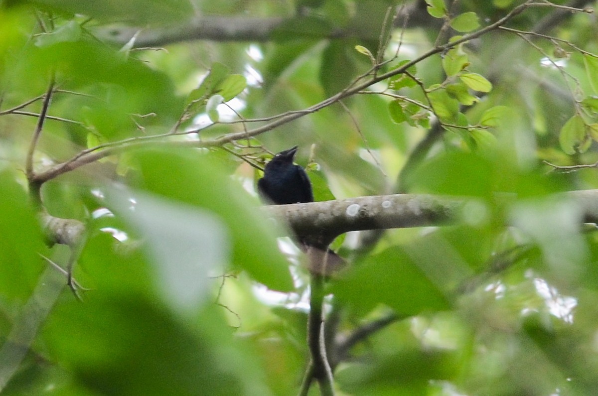 Square-tailed Drongo - ML96392691