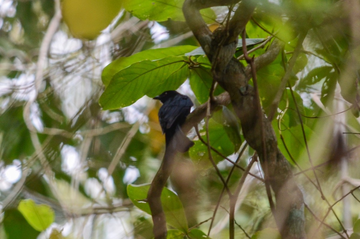 Square-tailed Drongo - ML96392701