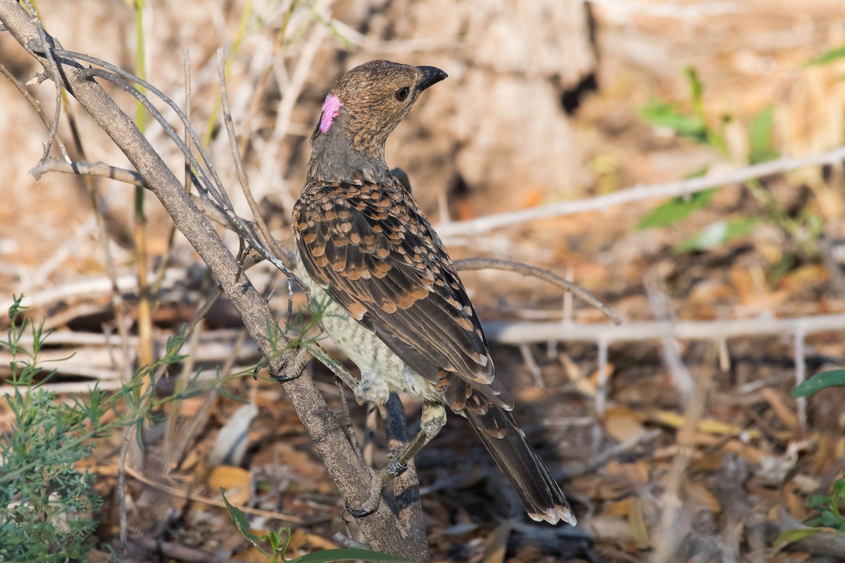 Spotted Bowerbird - Terence Alexander