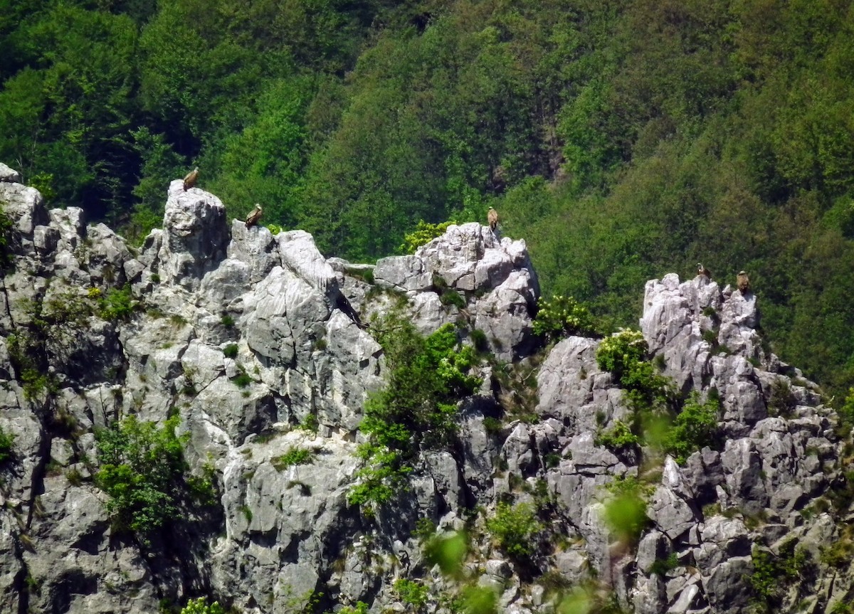 Eurasian Griffon - Dragan Simic