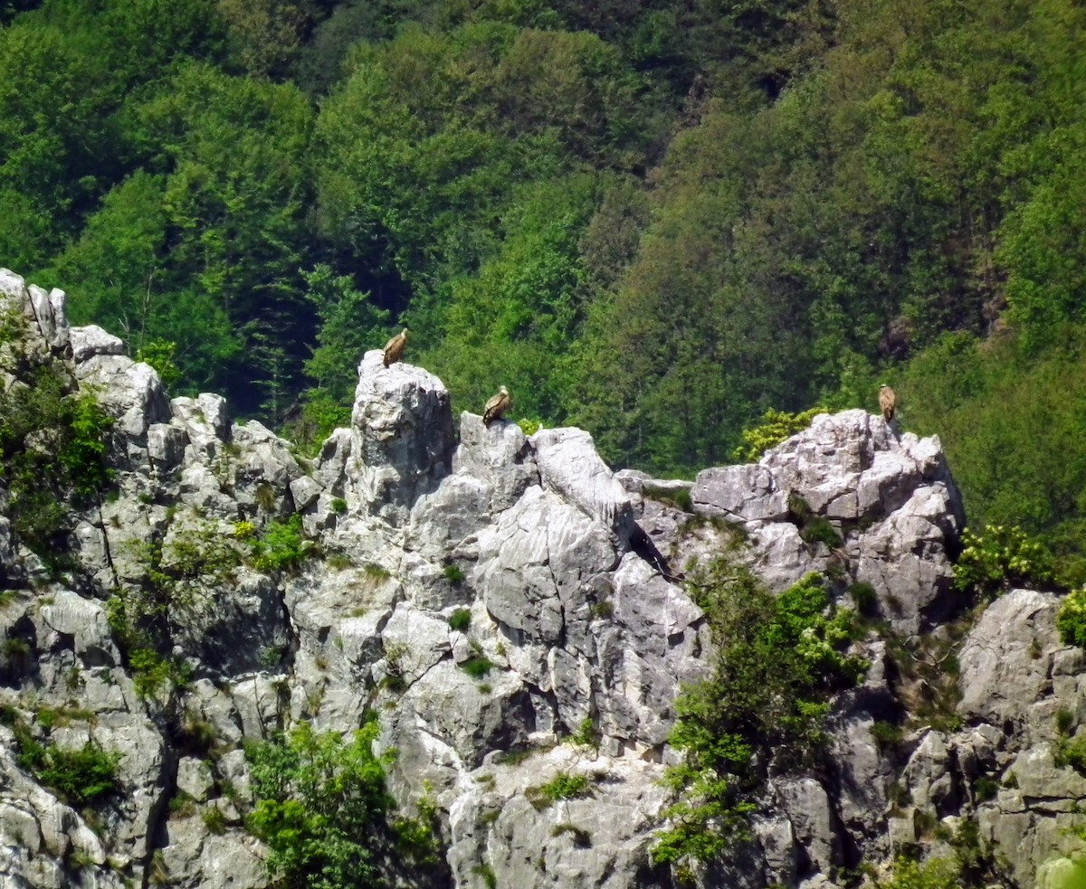 Eurasian Griffon - Dragan Simic